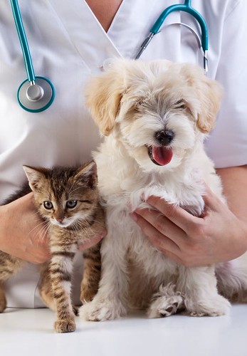Veterinaria sosteniendo con cuidado a un cachorro y un gatito